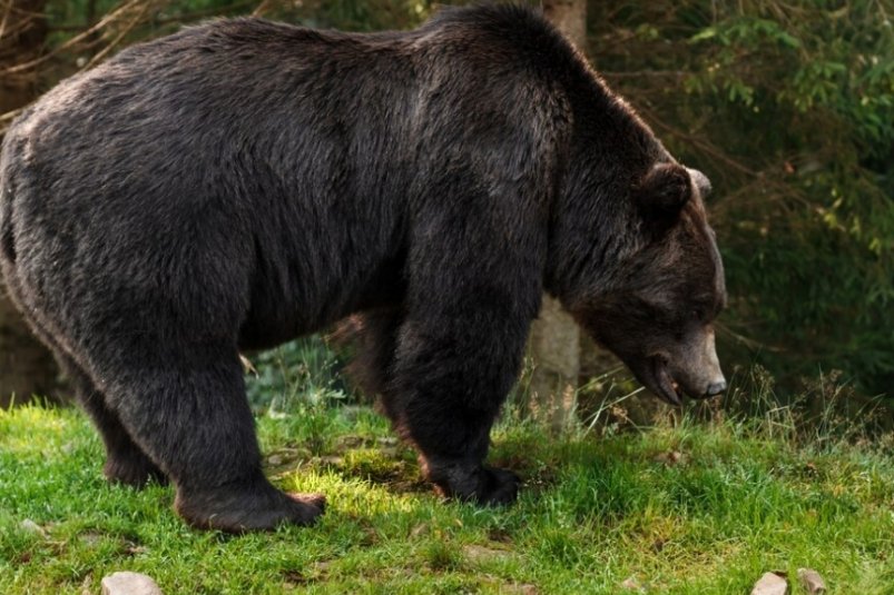Проверку по факту гибели биробиджанца при нападении медведя начал следком