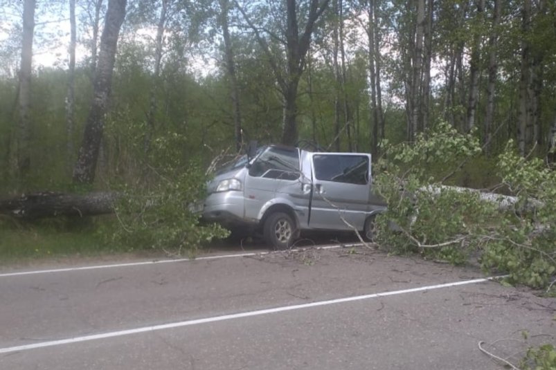 Гигантское дерево рухнуло и смяло автомобиль на трассе в ЕАО (ВИДЕО/ФОТО)
