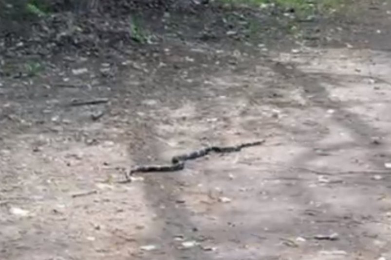 Крупную змею заметили возле жилых домов в Биробиджане (ВИДЕО)