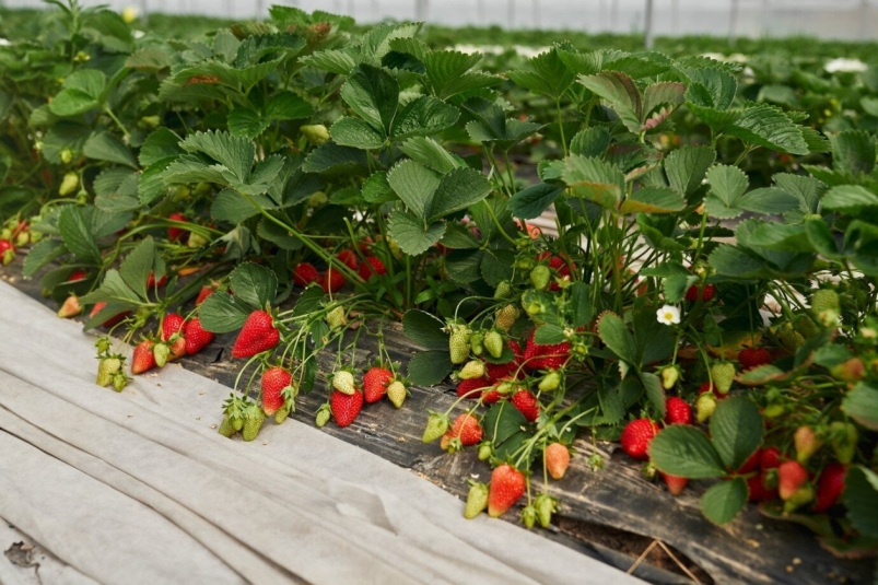 Опытные дачники подкармливают клубнику только так — кусты завалит огромными ягодами