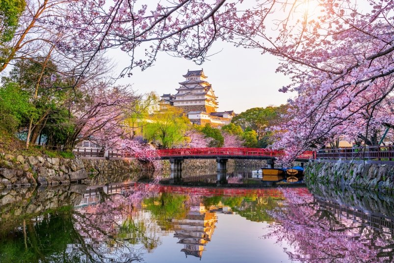 Аналитика МТС Travel: во время цветения сакуры Японию посетило в два раза больше россиян