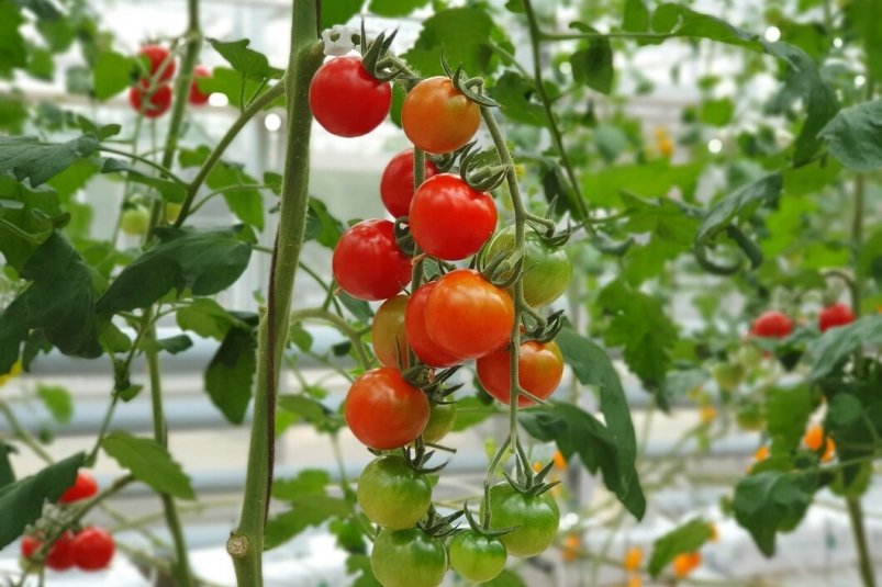Правила подвязки помидоров: сэкономите время и умножите урожай - проверено