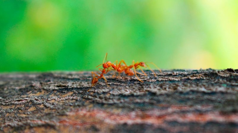 С этим средством избавитесь от муравьев с первого раза - без химии и вреда для растений 