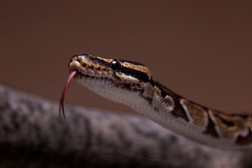 Будьте осторожны: о случаях появления змей сообщают жители ЕАО