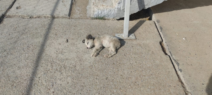 В Приморье собака выпрыгнула из окна на пятом этаже и отделалась сломанной лапой