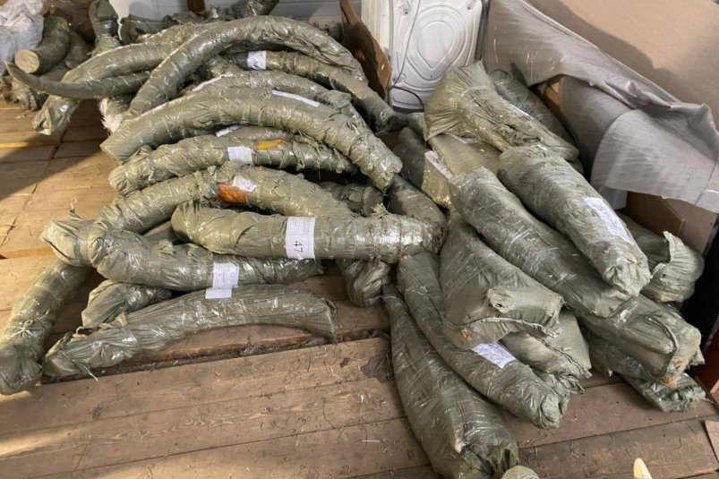 56 бивней мамонта и 219 бивней моржа на 54 млн рублей изъяли у жителя Хабаровского края