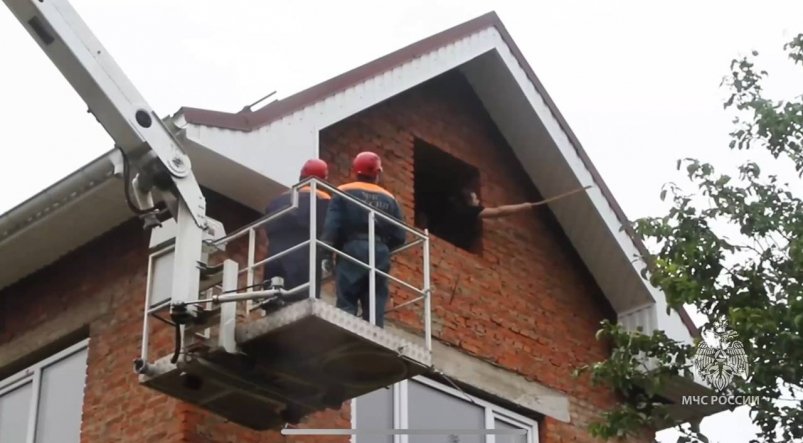 Не могла выбраться три дня: кошка застряла под крышей строящегося дома в Биробиджане