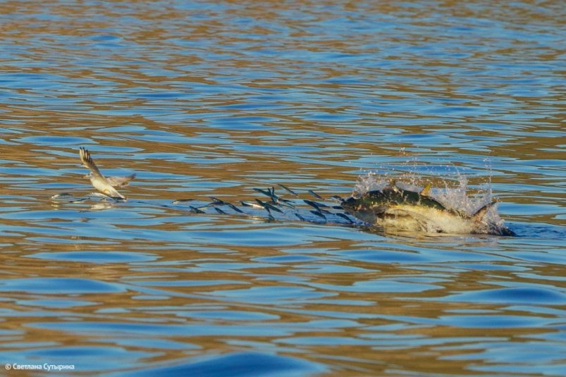 Краснокнижный тропический тунец замечен в северных водах Приморья