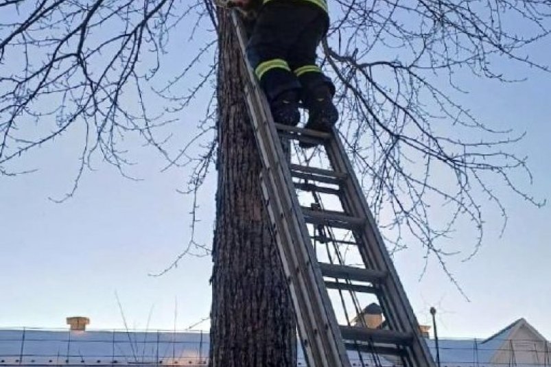 Двое суток провела на дереве кошка: чтобы помочь ей, пришлось вызывать спасателей ЕАО