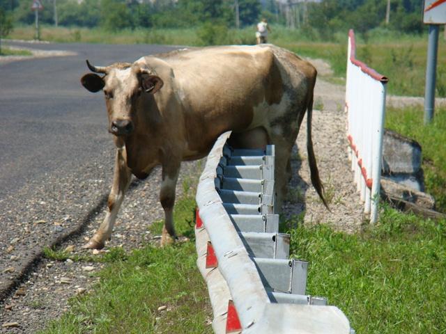 Фото дня